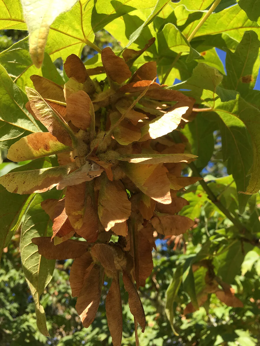 big_leaf_maple_seeds_2_web.jpg