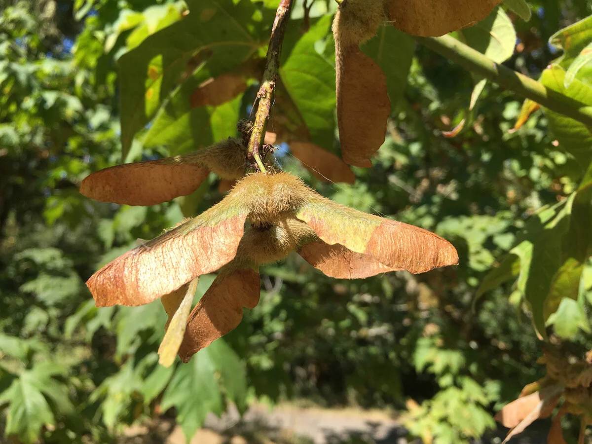 big_leaf_maple_seeds_3_web.jpg