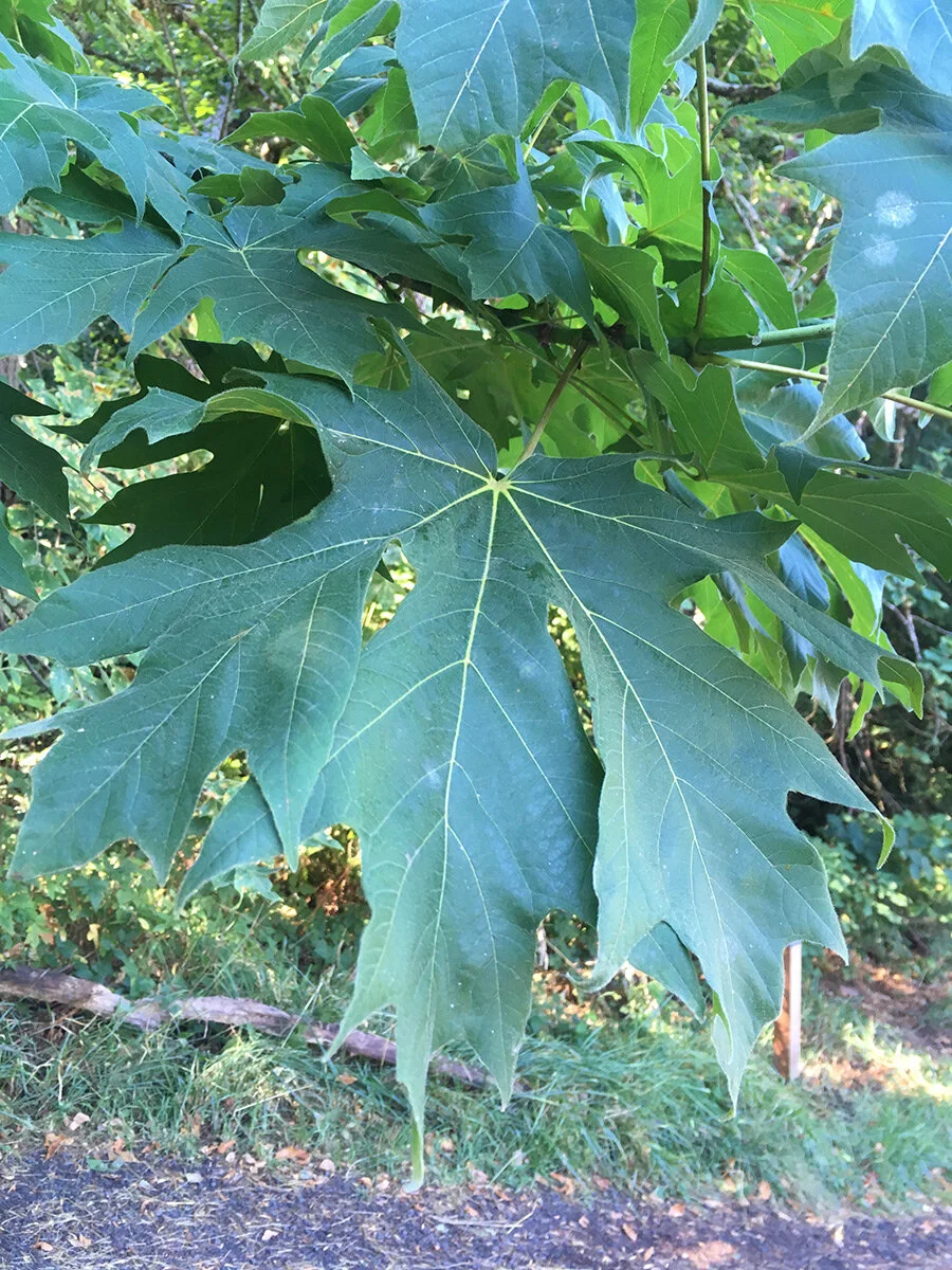 big_leaf_maple_leaf_2_web.jpg