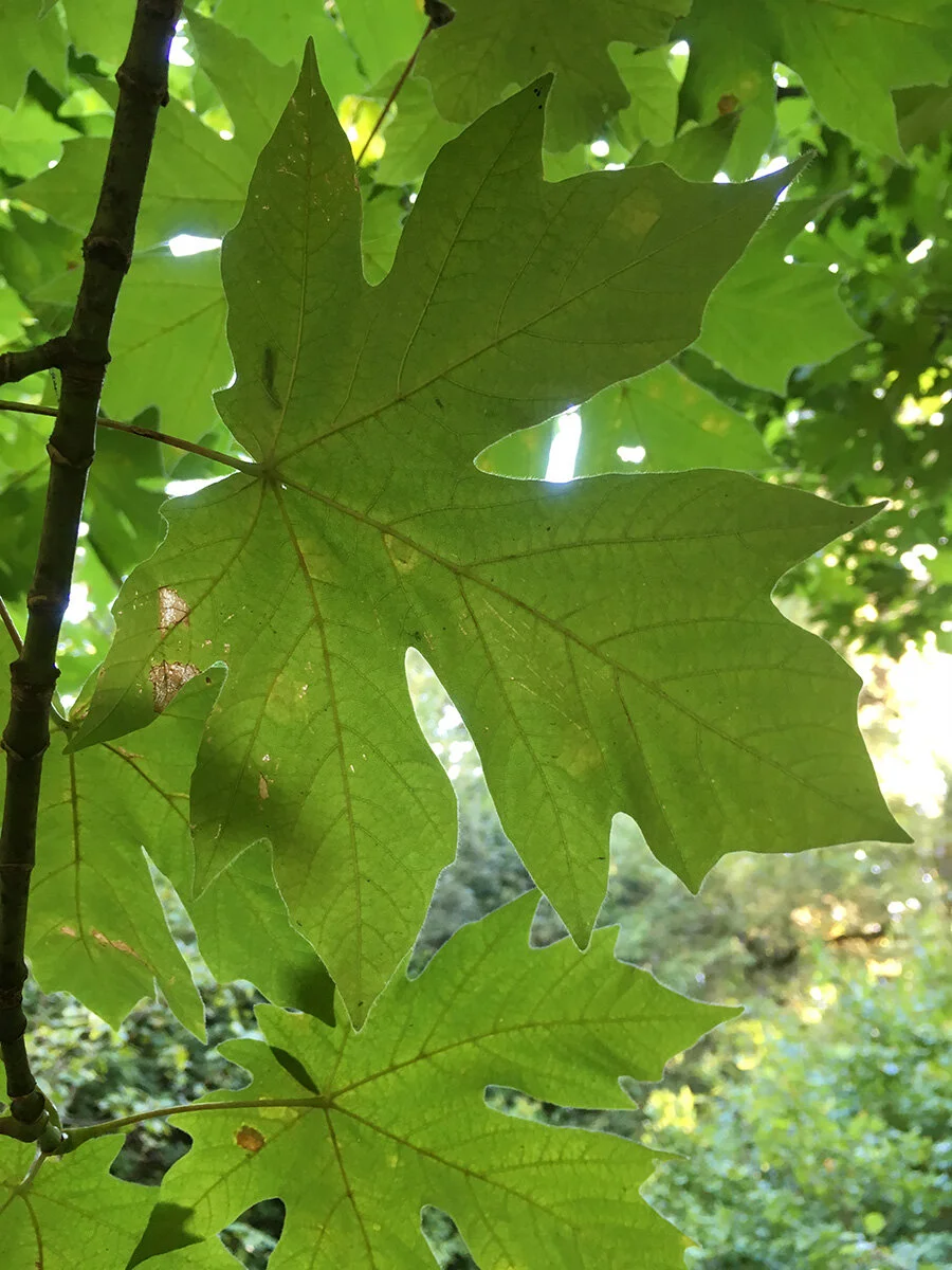 big_leaf_maple_leaf_3_web.jpg