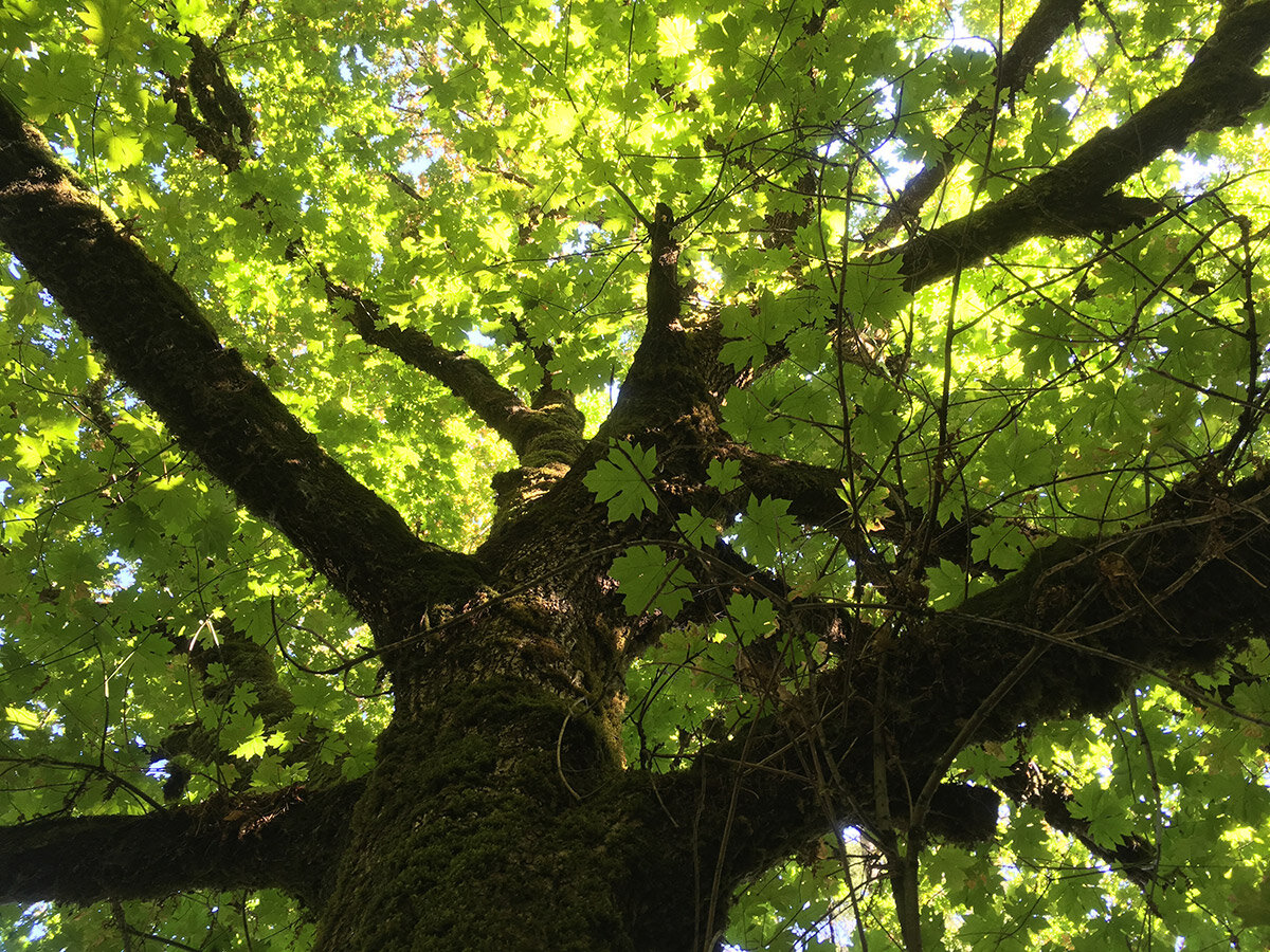 big_leaf_maple_looking_up_into_tree_1_web.jpg