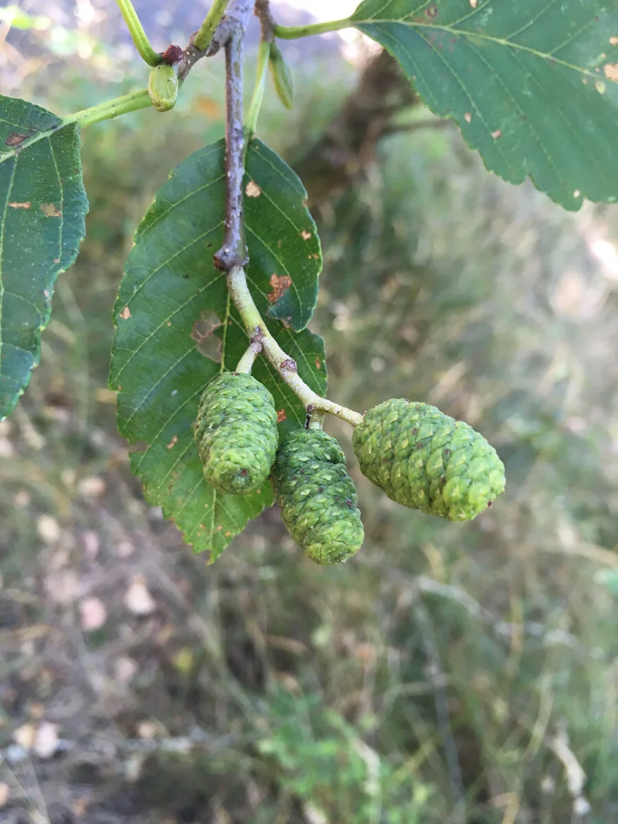 red_alder_cones_1_web.jpg