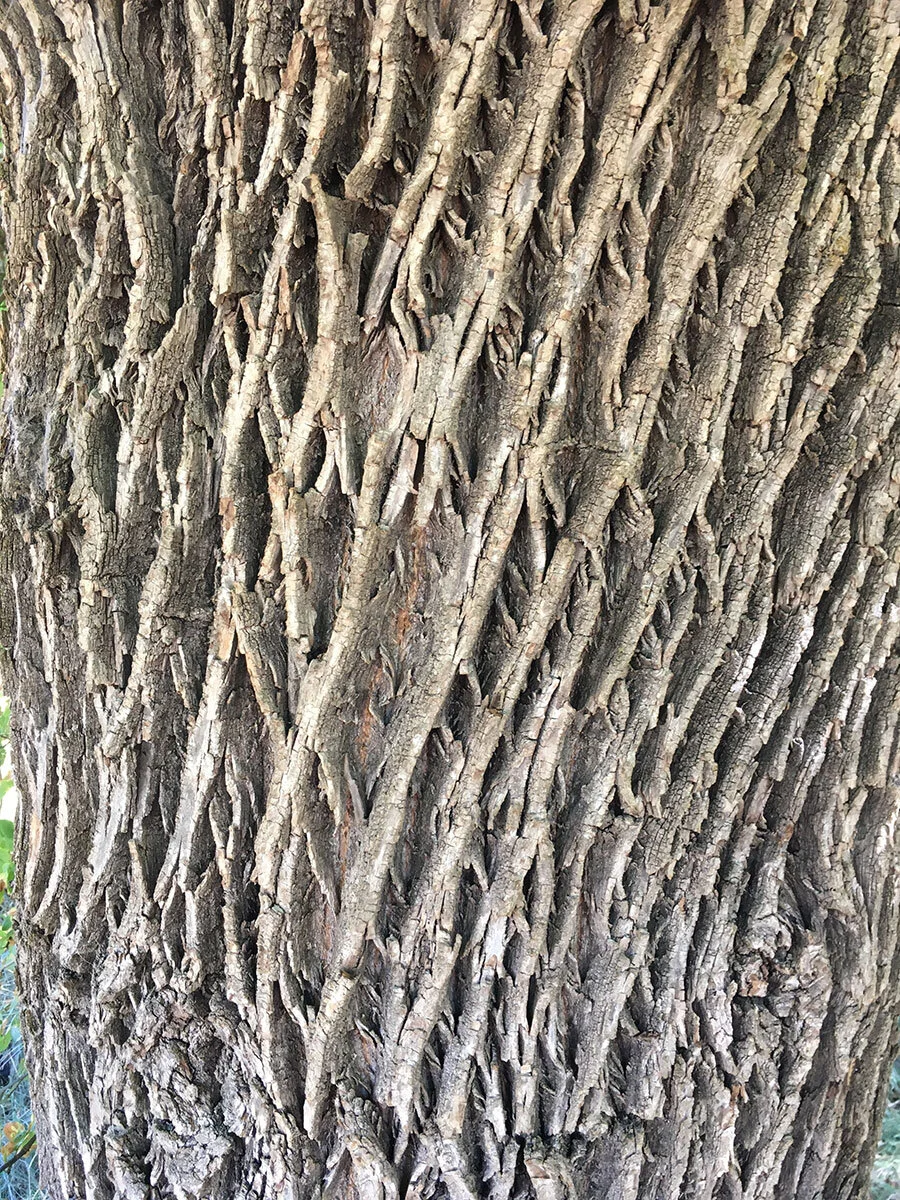 oregon_ash_bark_2_web.jpg