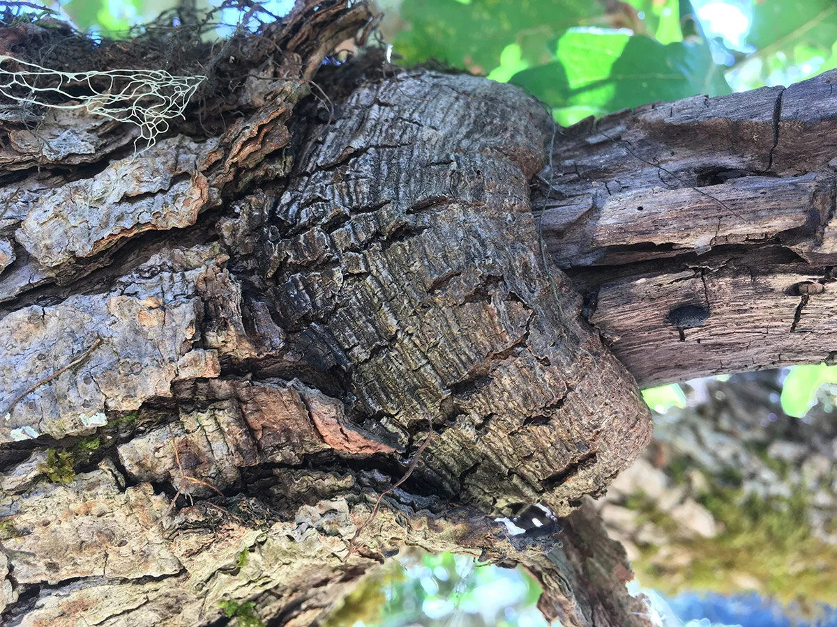 oregon_white_oak_scar_2_web.jpg