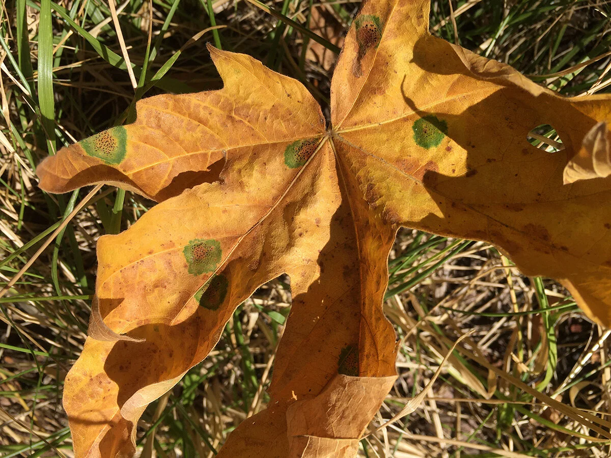 bigleaf_maple_leaf_fungus_web.jpg