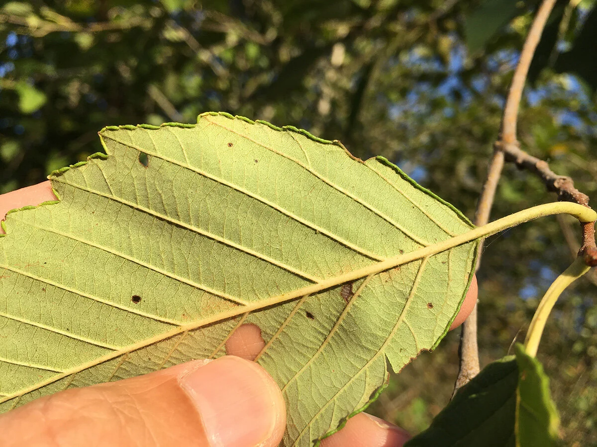 red_alder_bottom_of_leaf_edge_2_web.jpg