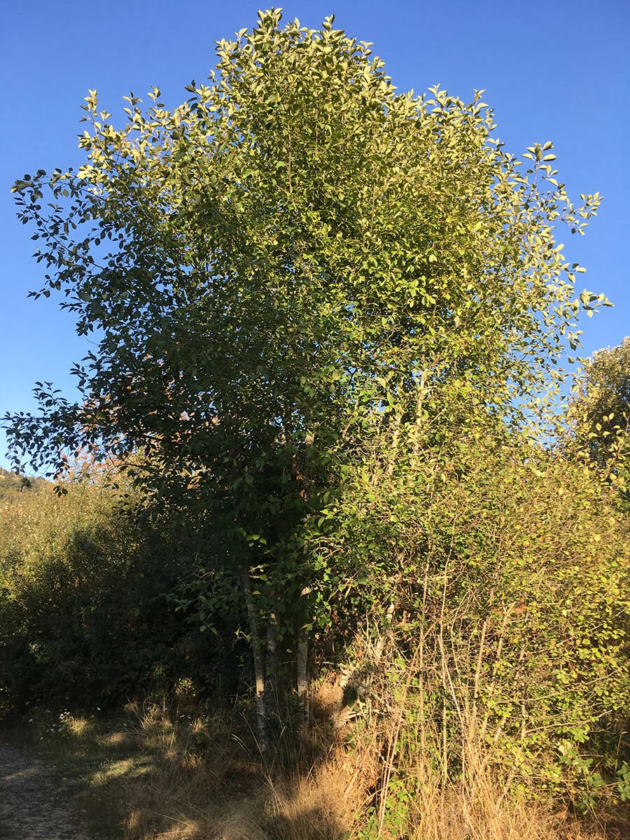 red_alder_tree_web.jpg