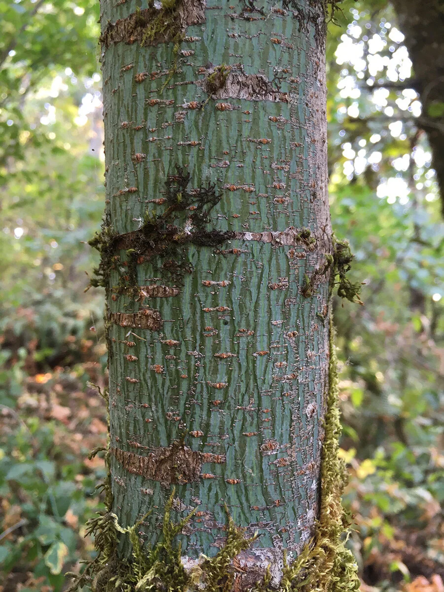 bigleaf_maple_bark_3_web.jpg