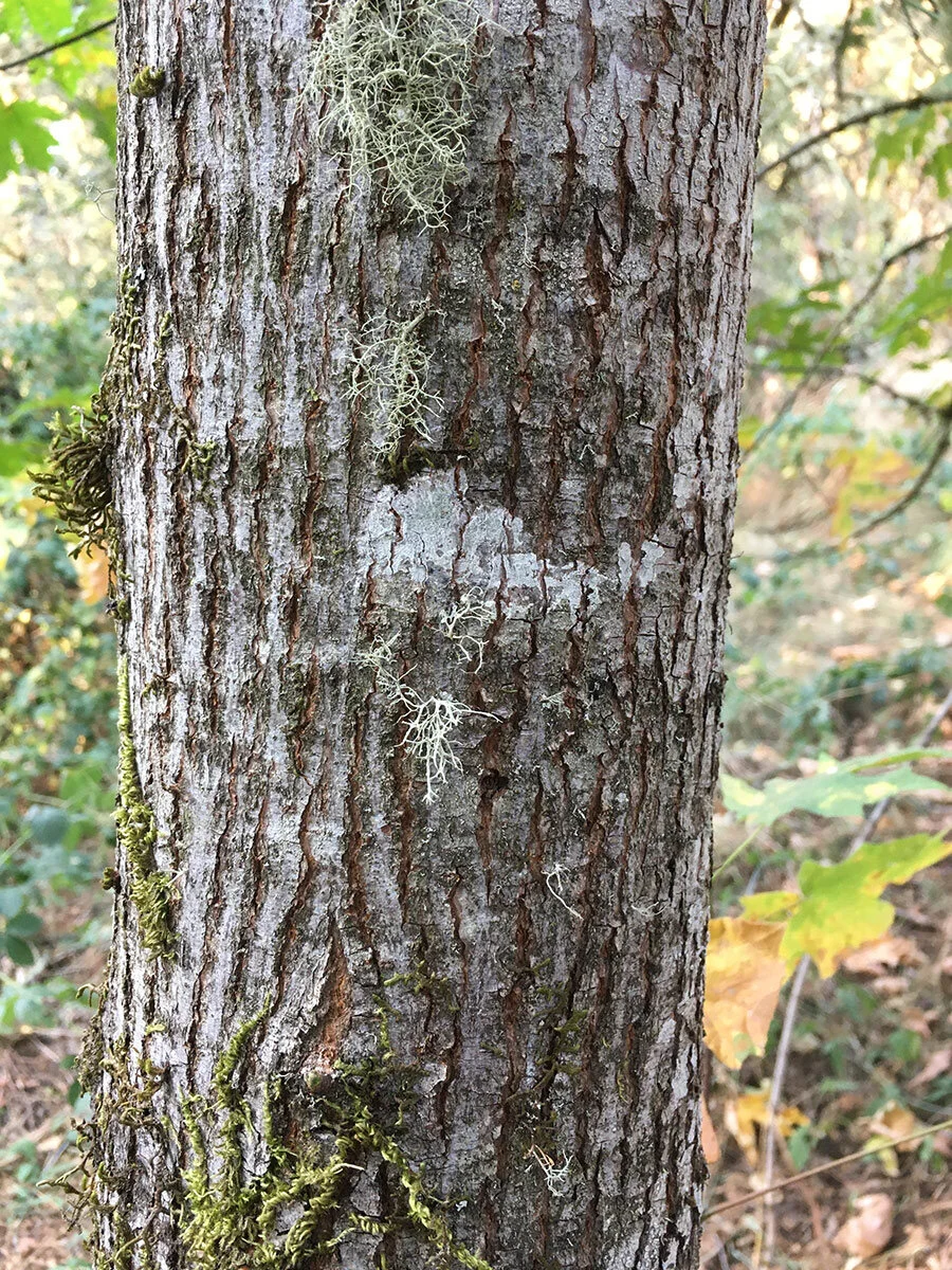 bigleaf_maple_bark_2_web.jpg