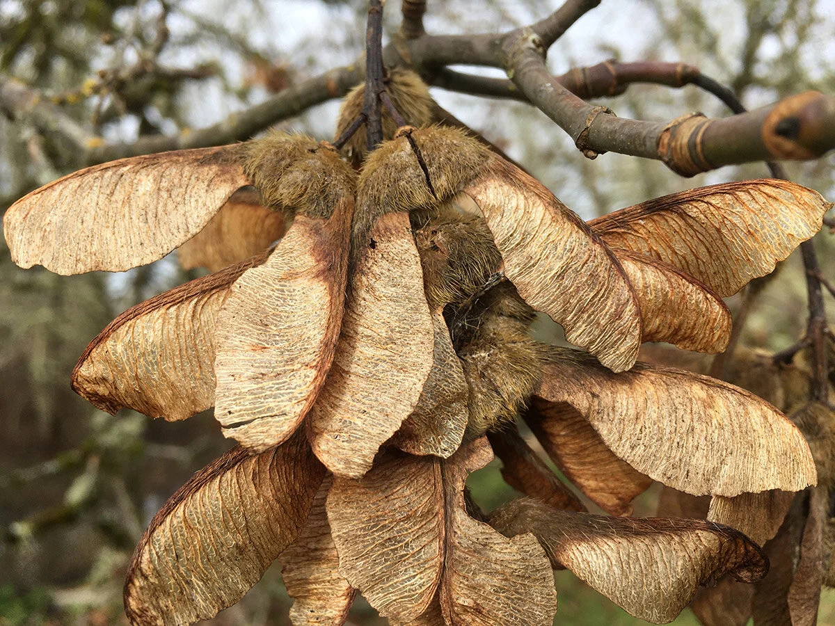 bigleaf_maple_samaras_winter_web.jpg