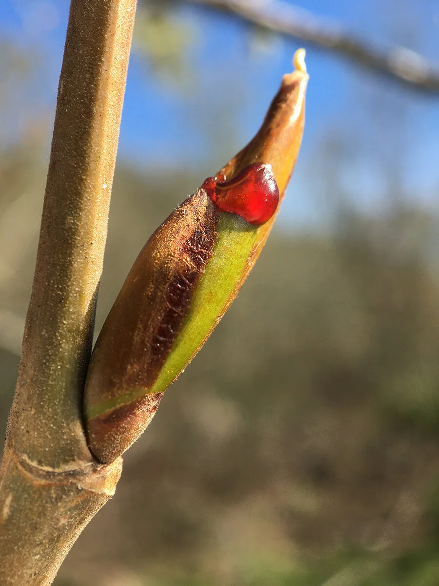 black_cottonwood_bud_spring_sap_web.jpg