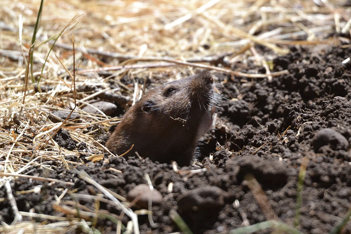 camas_pocket_gopher_sniffing_air_web.jpg