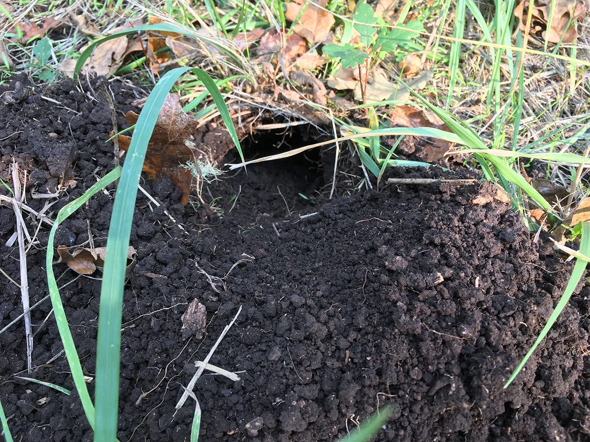 camas_pocket_gopher_hole_web.jpg