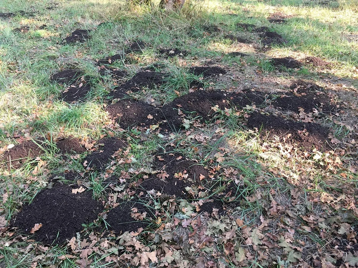 camas_pocket_gopher_mounds_web.jpg