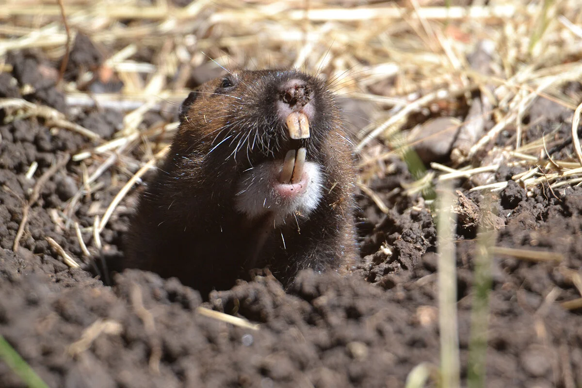 Camas Pocket Gopher