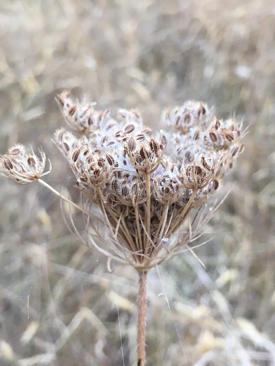 Queen Anne's Lace Seeds — Bryan Ribelin