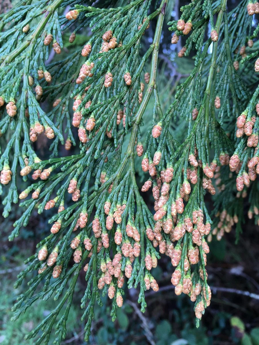 incense-cedar_pollen_cones_01_web.jpg