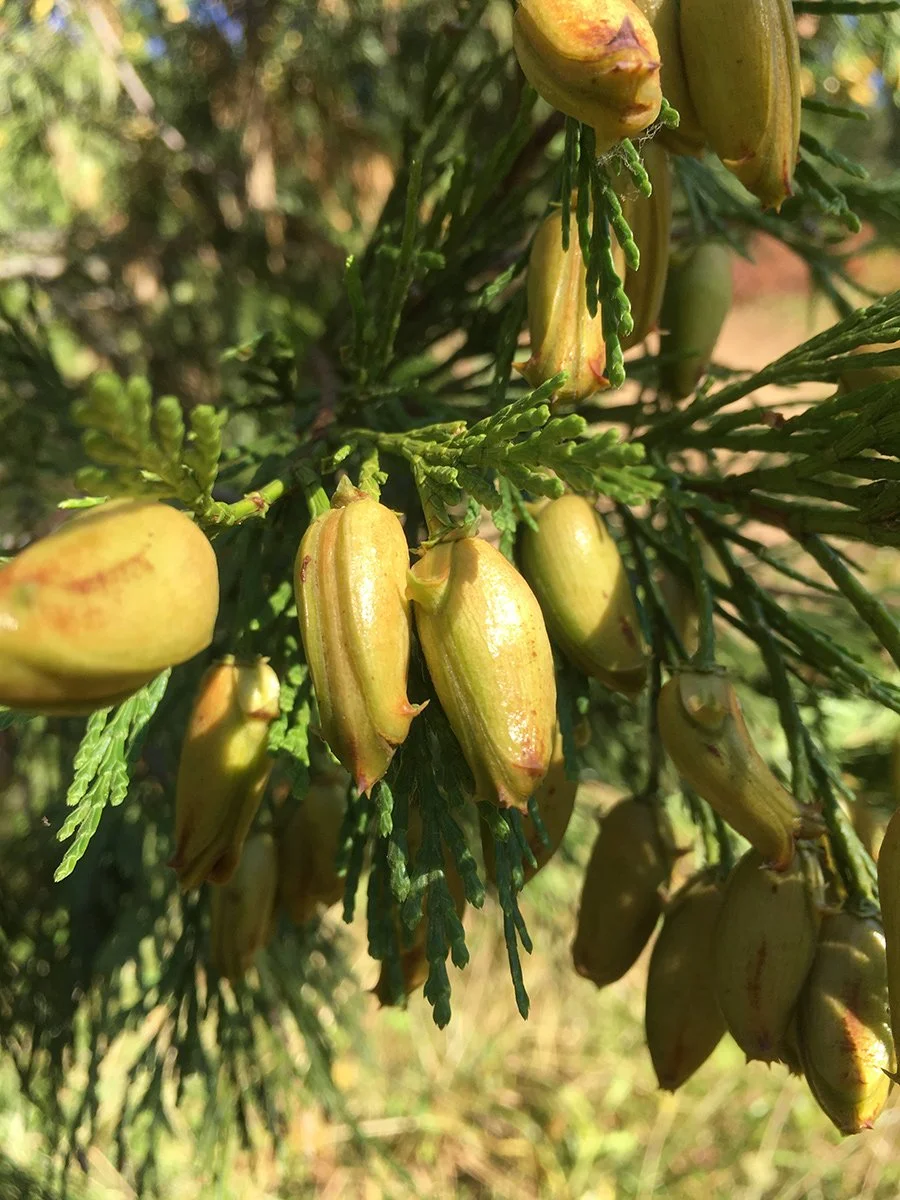 incense_cedar_cones_2_web.jpg