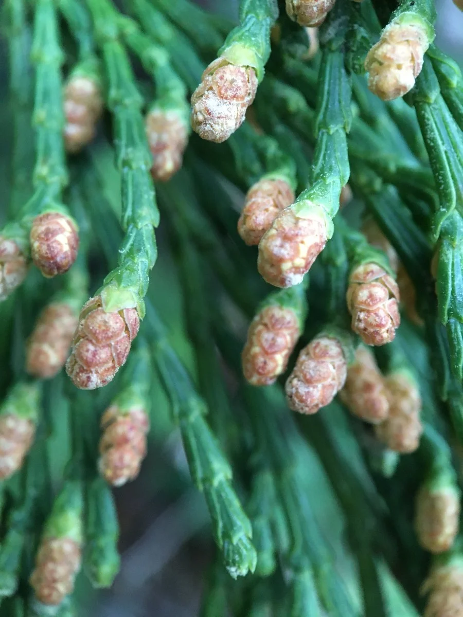incense-cedar_pollen_cones_showing_pollen_web.jpg