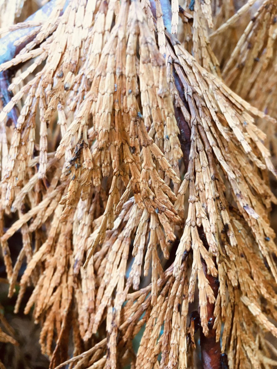 incense_cedar_leaves_dead_web.jpg