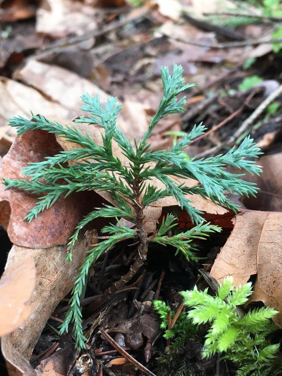 incense-cedar_sapling_01_web.jpg