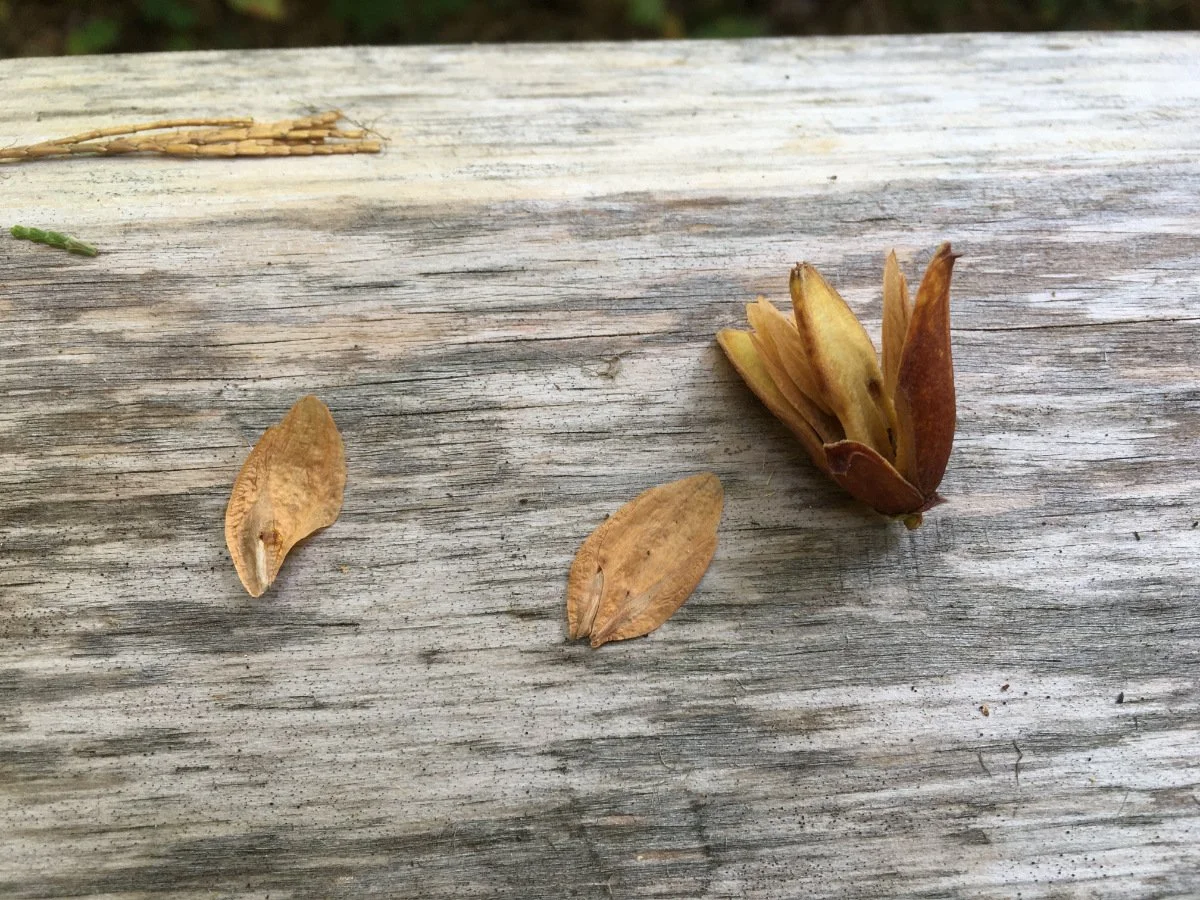 incense-cedar-seeds_01_web.jpg