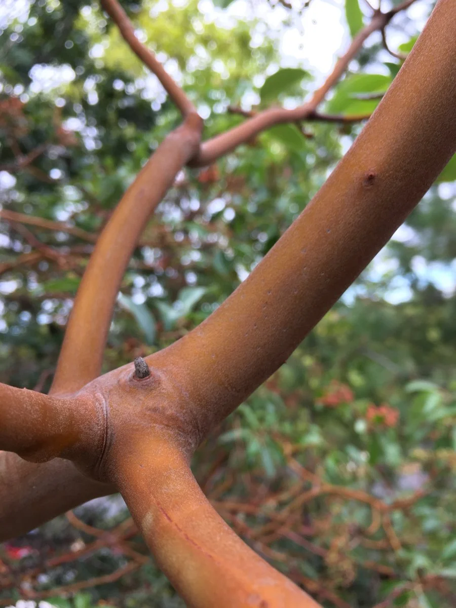 pacific_madrone_bark_smooth_branch_web.jpg