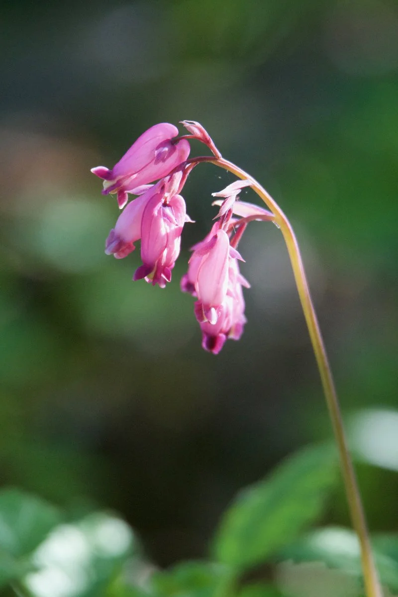 bleeding_heart_flower_01_web.jpg