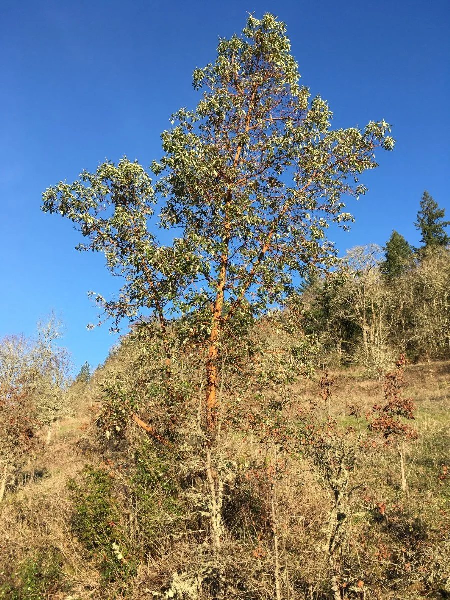 Pacific Madrone