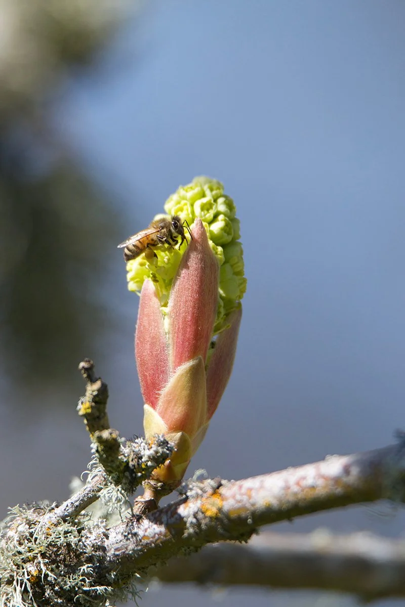 bigleaf_maple_blooms_honey_bee_web.jpg