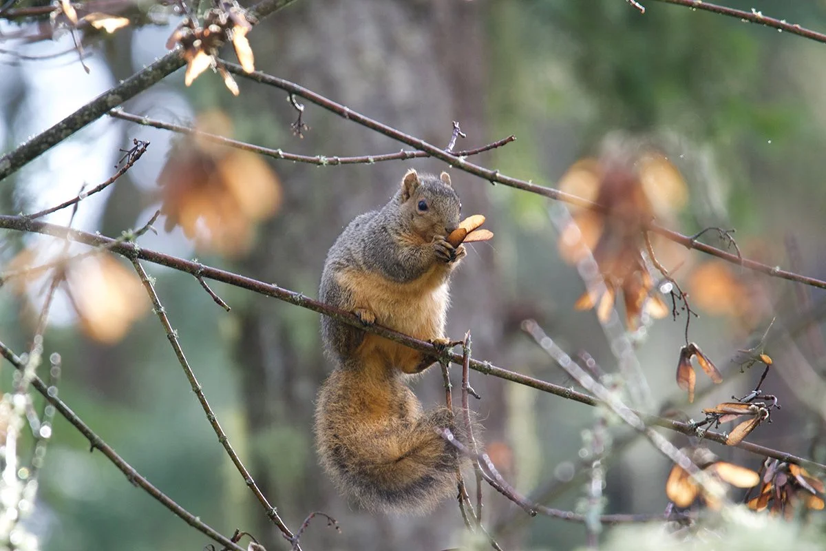bigleaf_maple_squirrel_eating_seeds_web.jpg