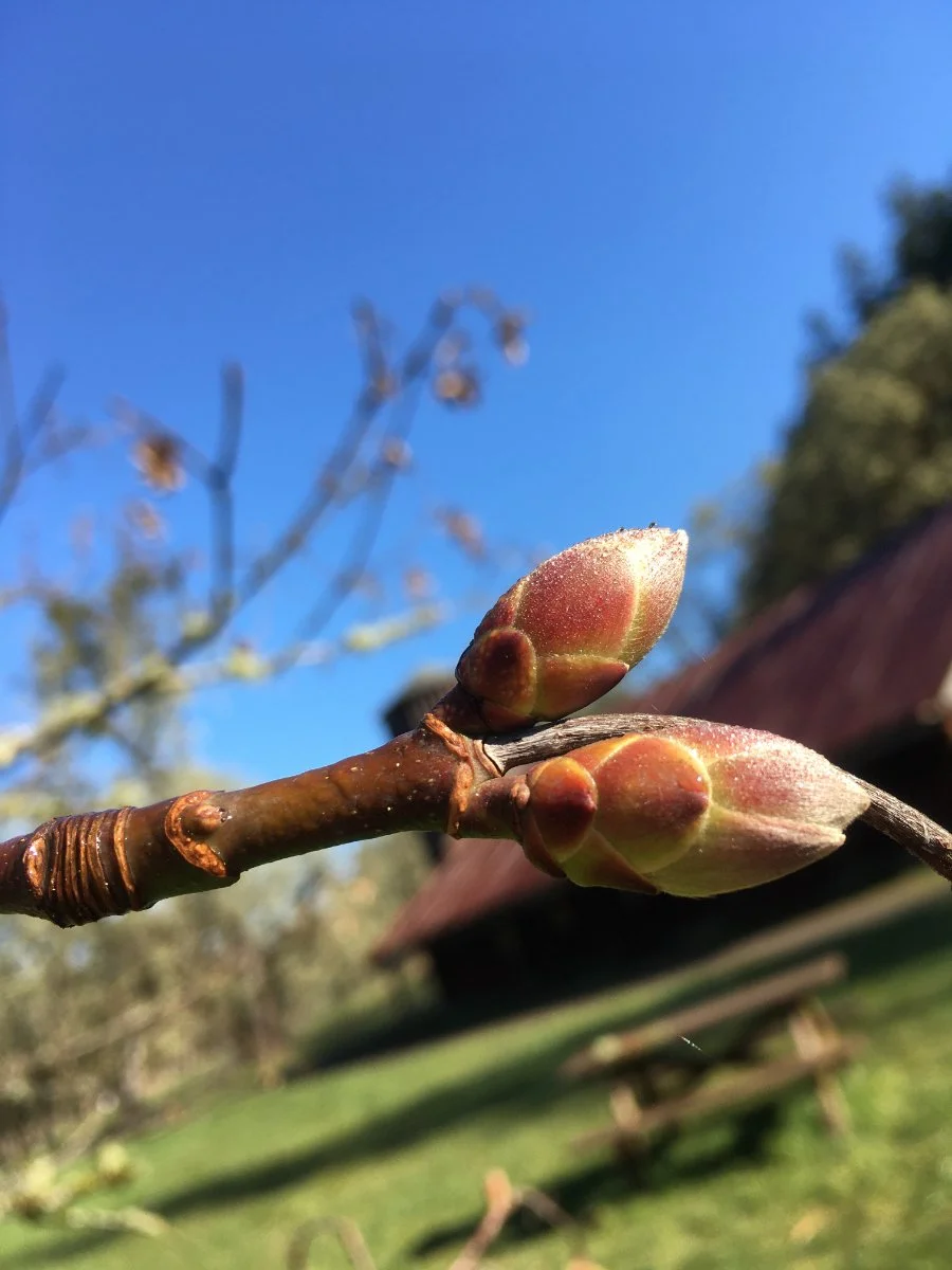 bigleaf_maple_buds_02_web.jpg