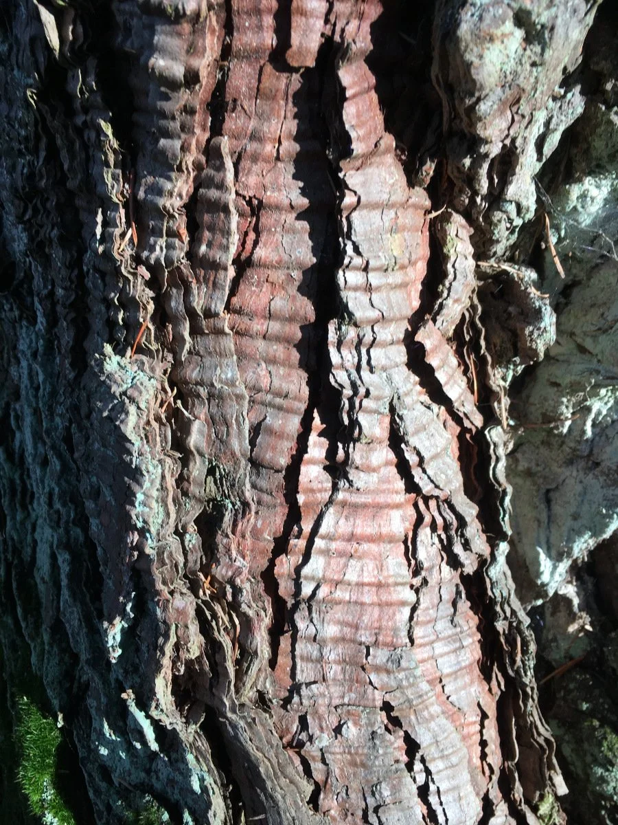 incense_cedar_bark_wrinkles_web.jpg