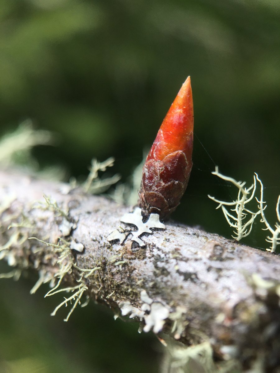 douglas-fir_buds_02_web.jpg