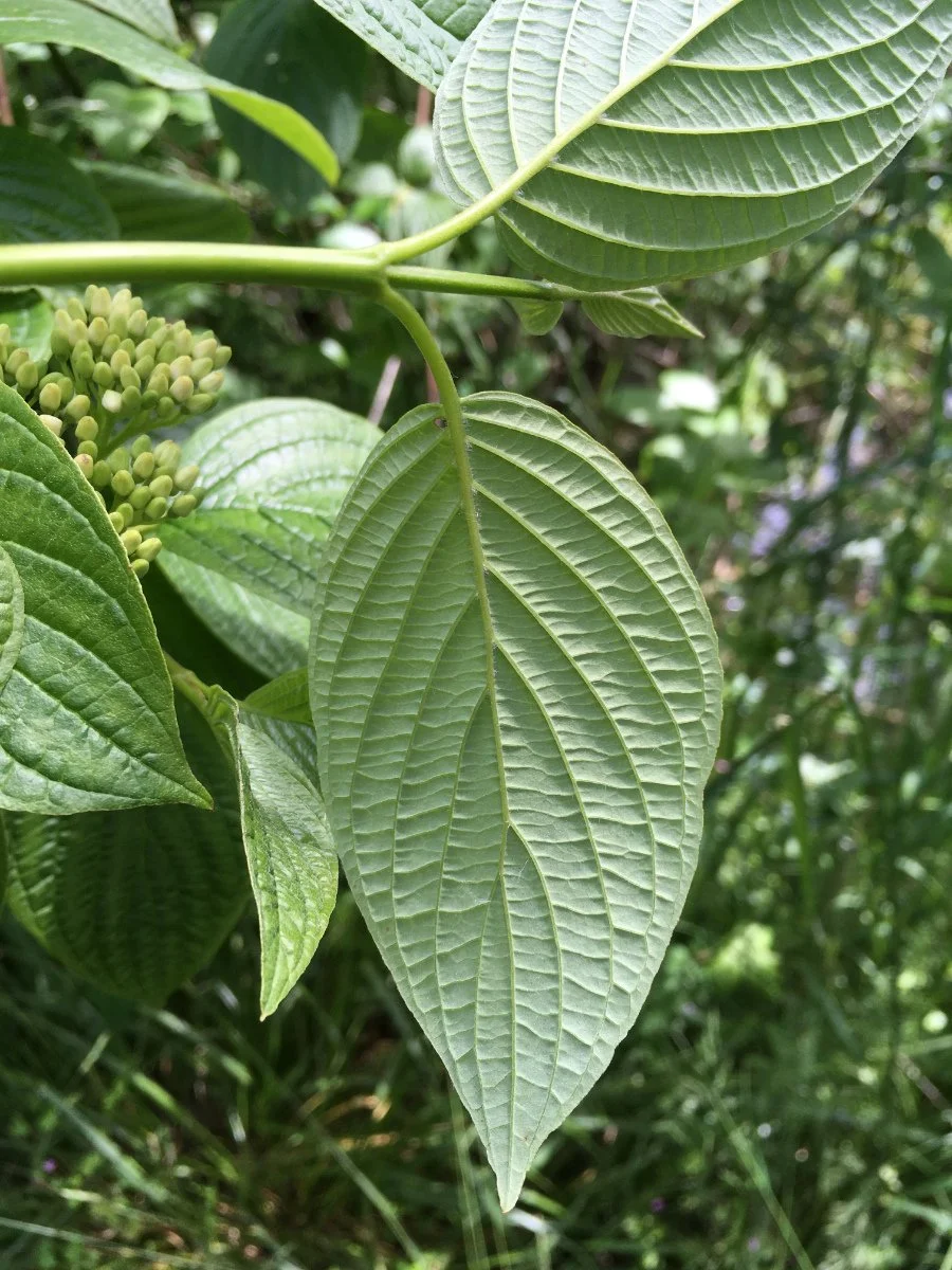 red-osier_dogwood_leaf_underside_web.jpg