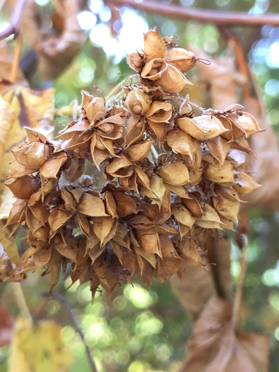 pacific_nine_bark_seed_cluster_web.jpg