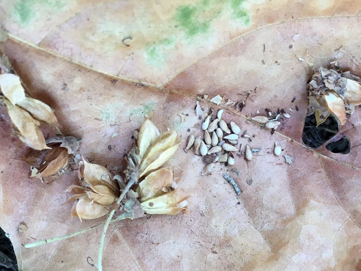 pacific_nine_bark_seeds_on_maple_leaf_web.jpg