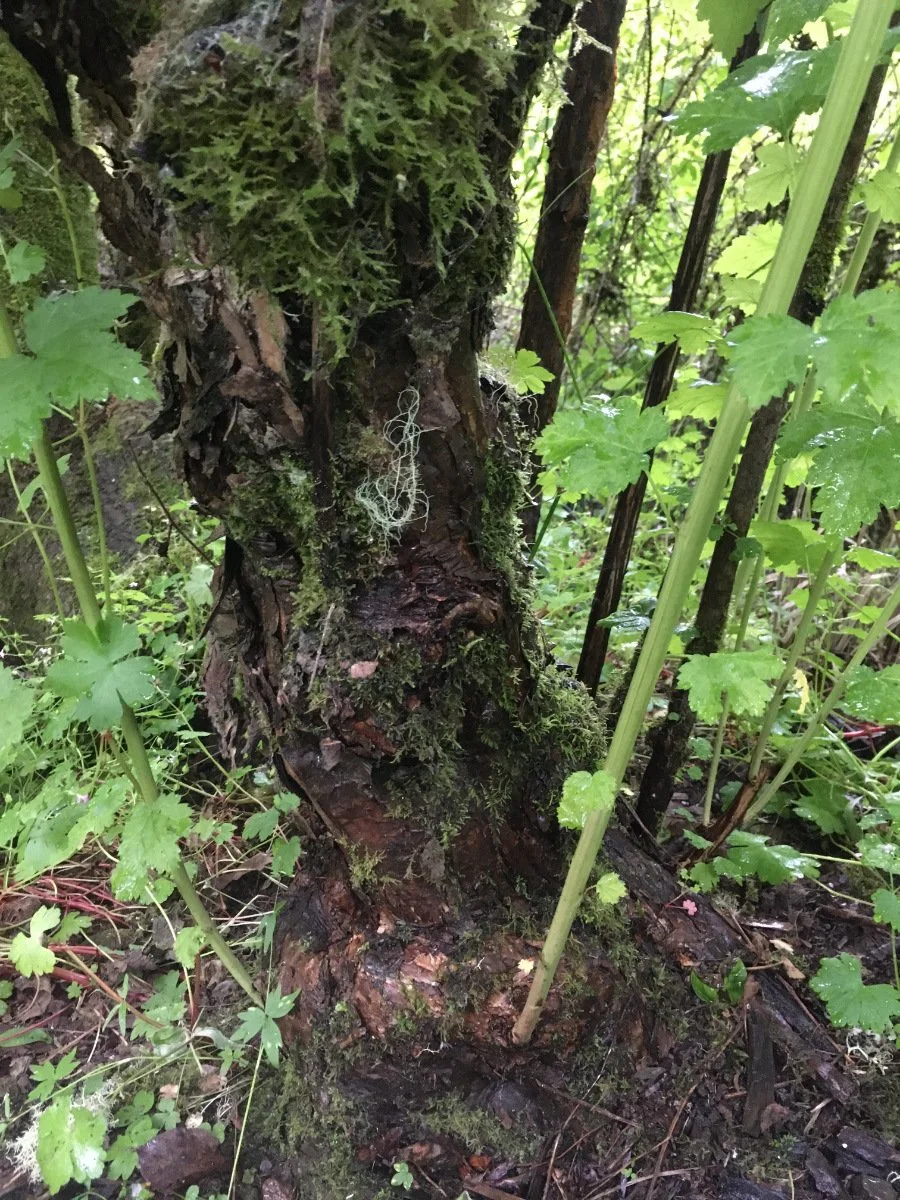 pacific_ninebark_bark_old_trunk_web.jpg
