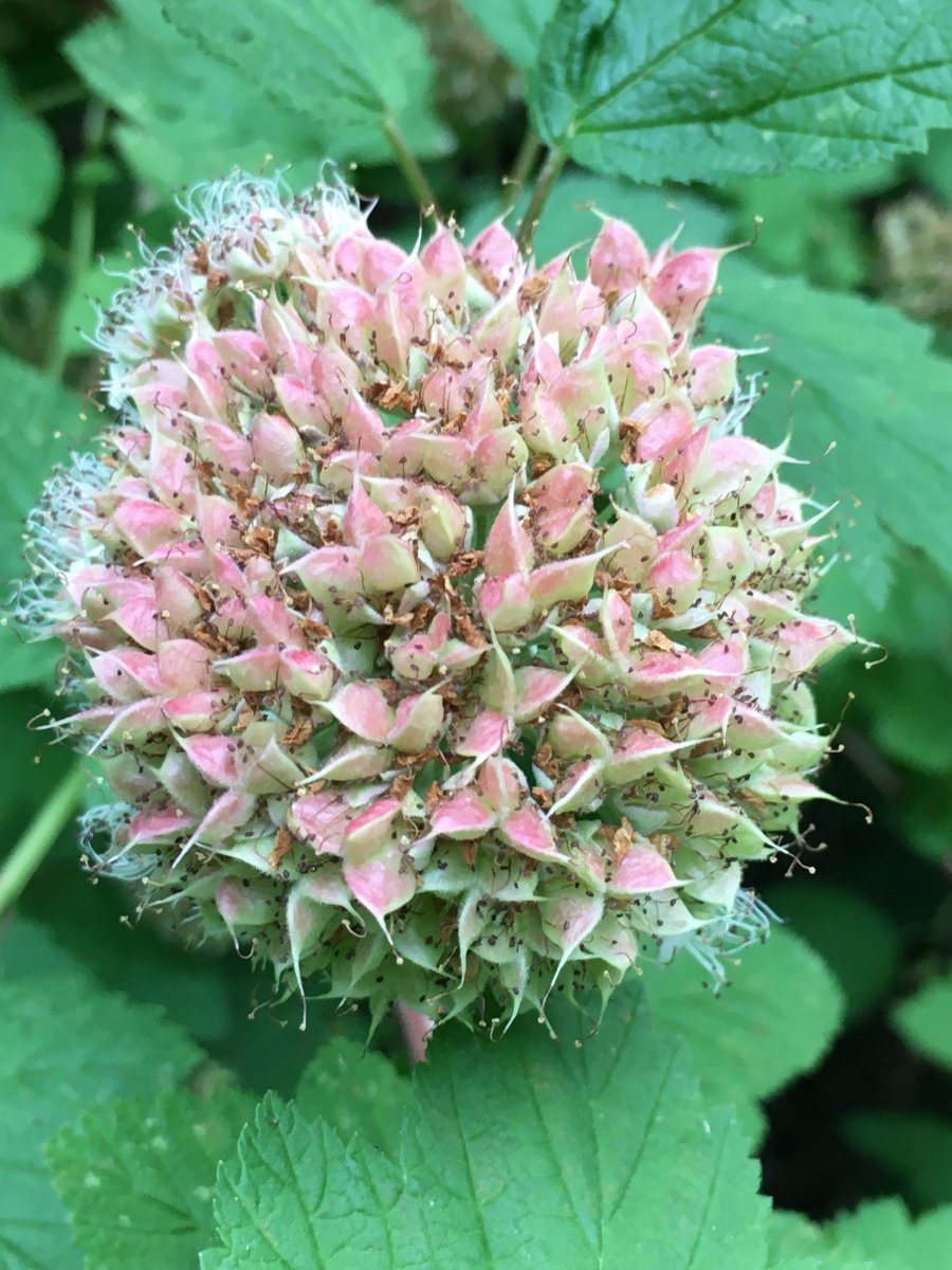 pacific_ninebark_seed_cluster_web.jpg