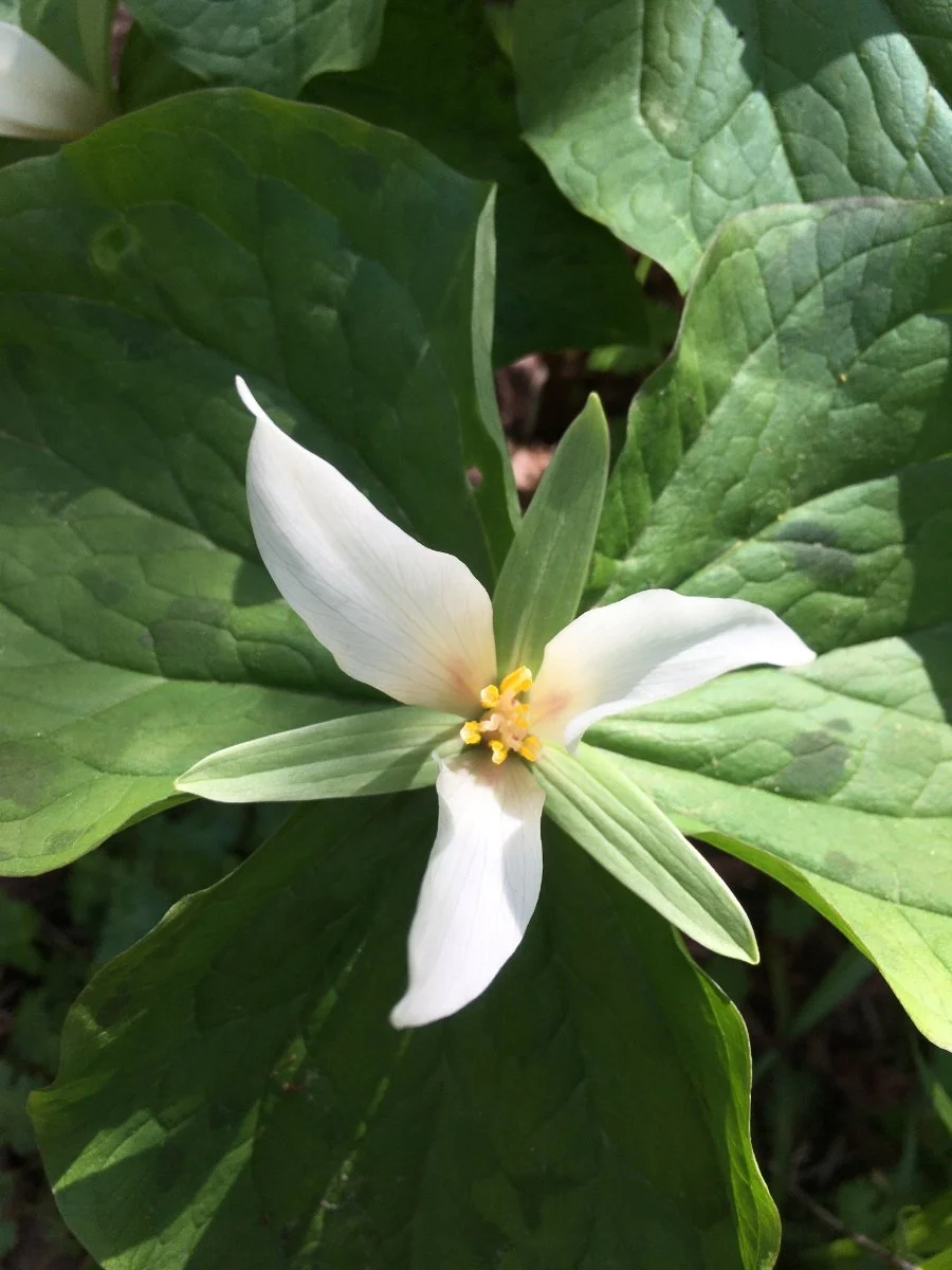 giant_trillium_flower_above_web.jpg