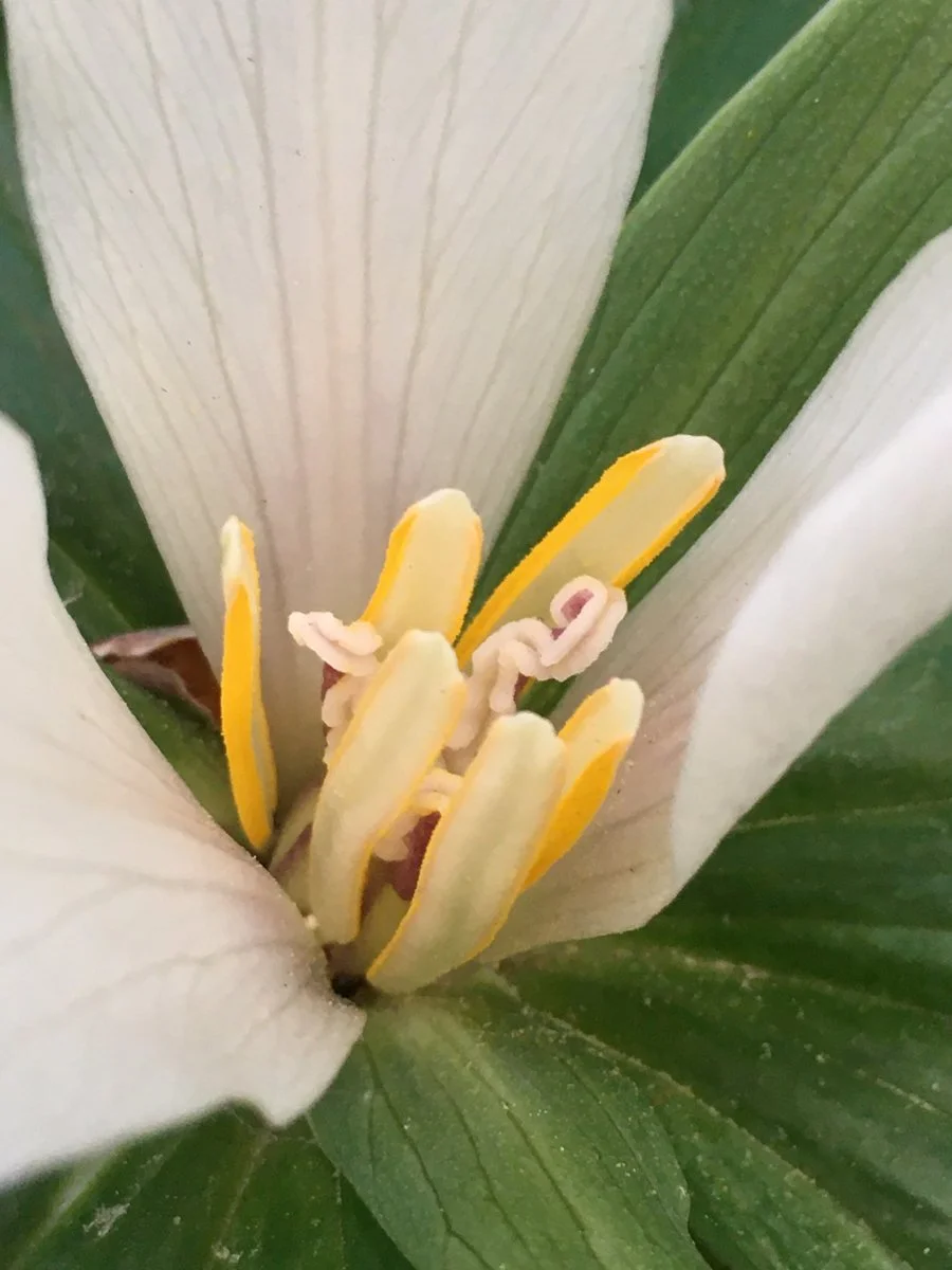 giant_trillium_flower_closeup_web.jpg