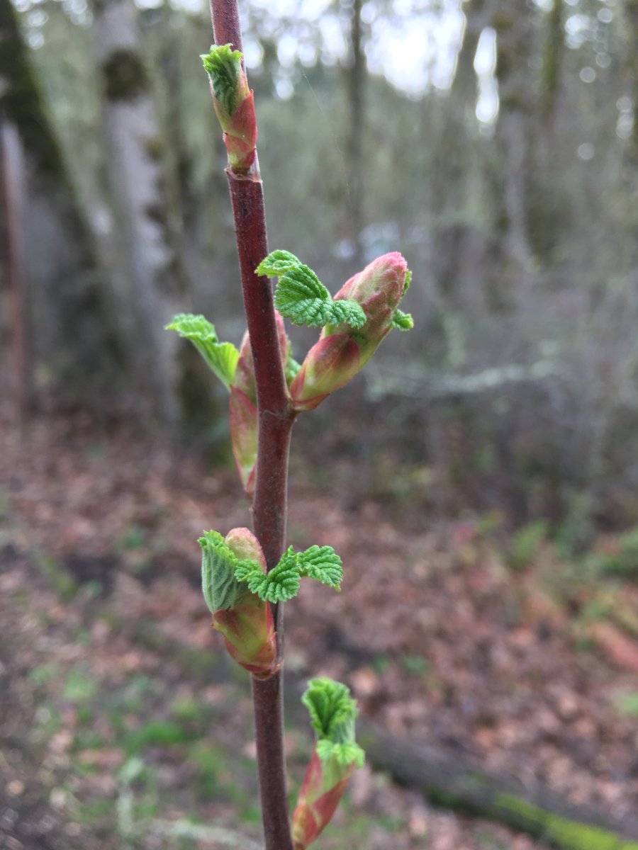 red-flowering_currant_buds_opening_web.jpg