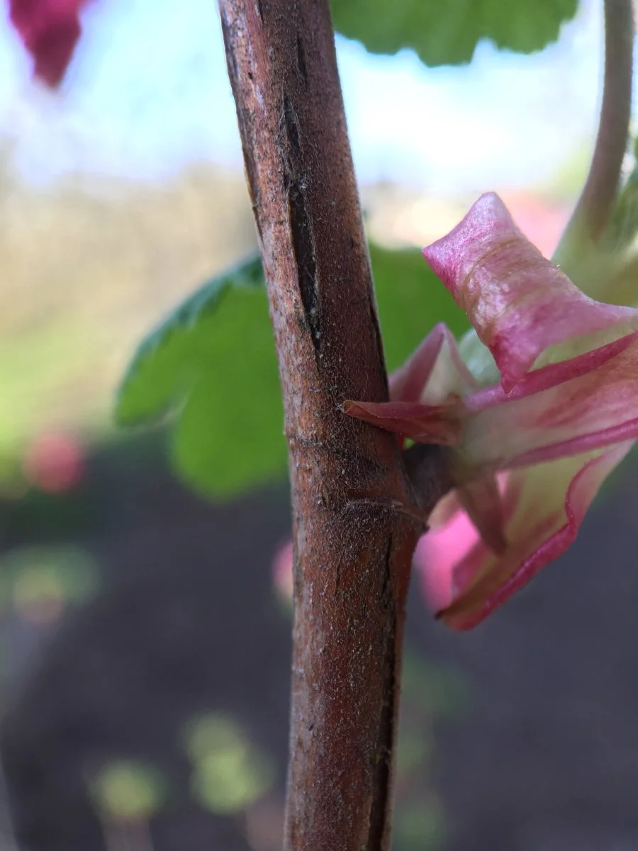 red-flowering_currant_bark_web.jpg