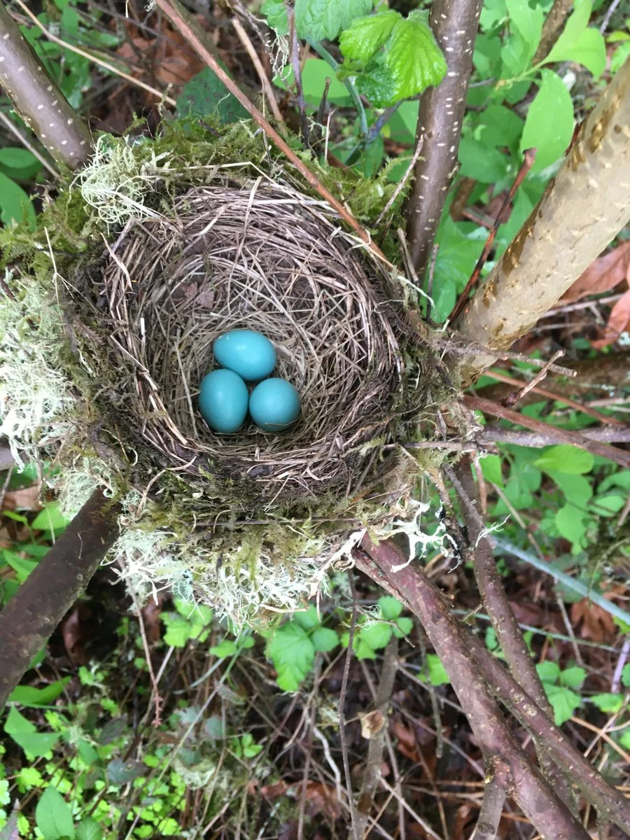 american_robin_eggs_web.jpg