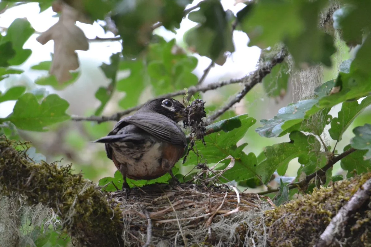 american_robin_bringing_in_nesting_material_web.jpg