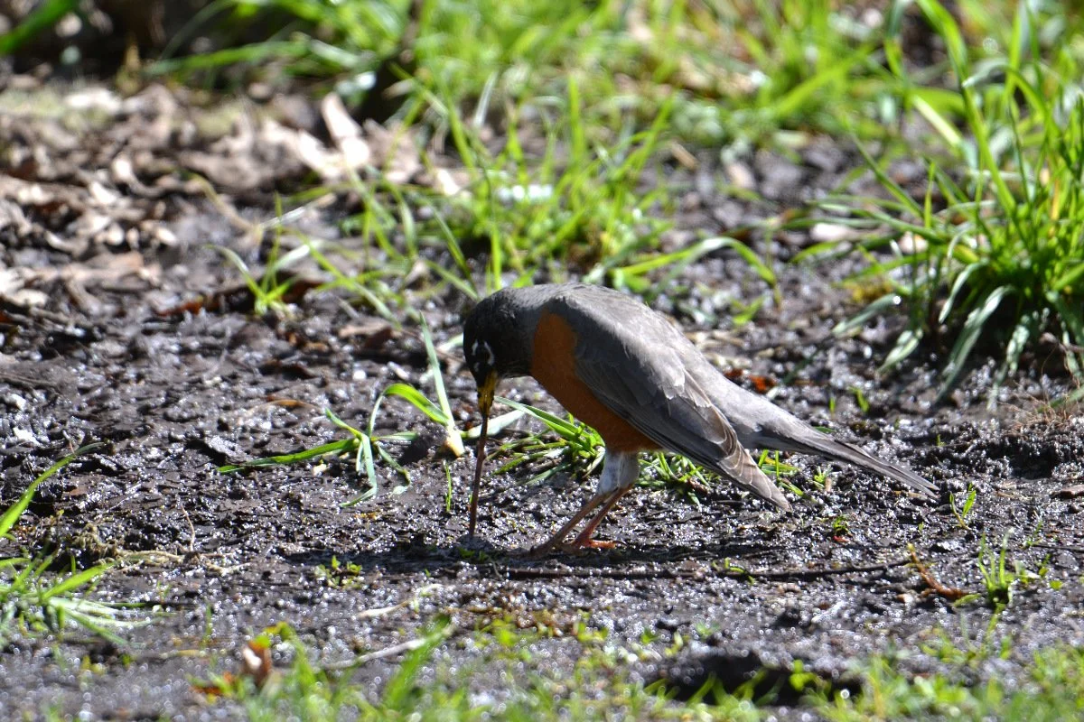 american_robin_pulling_worm_out_web.jpg