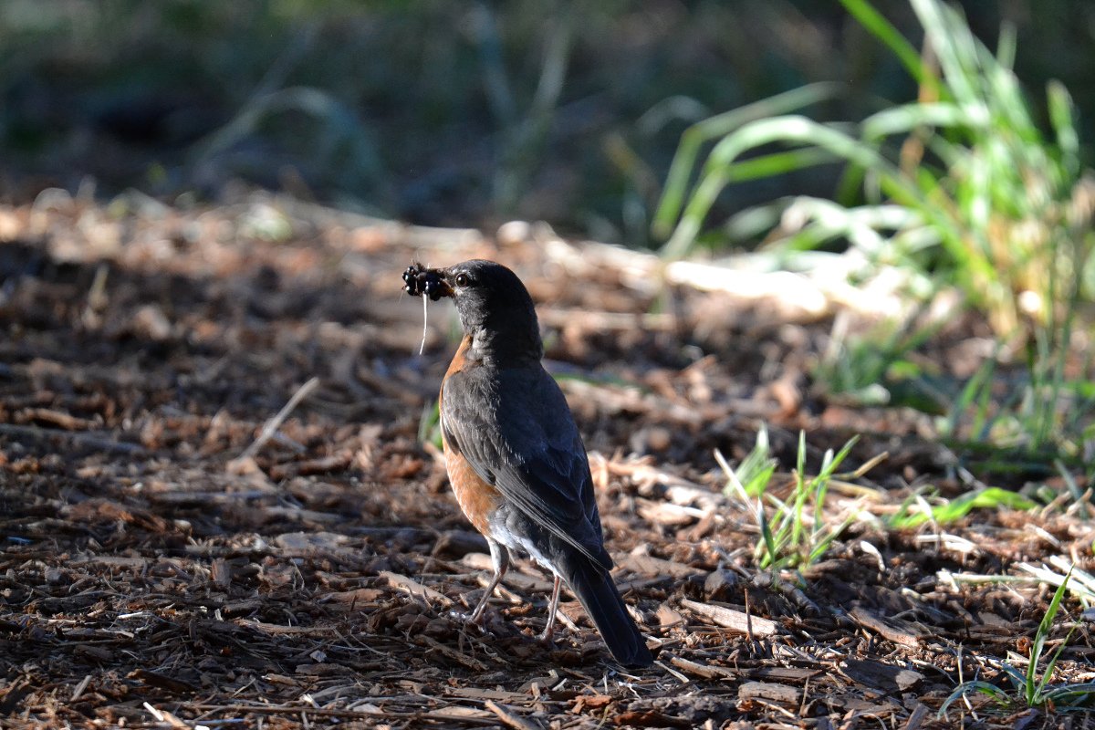 american_robin_collecting_blackberries_web.jpg