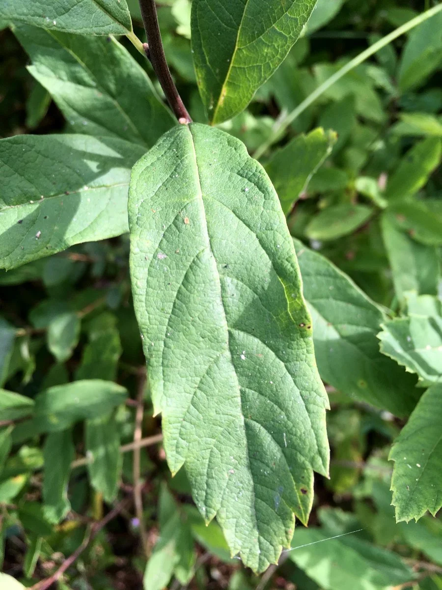 spirea_leaf_topside_web.jpg
