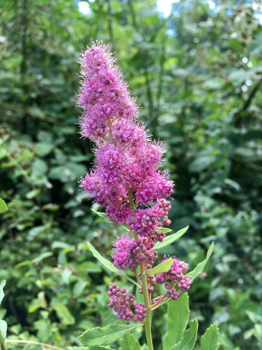 spirea_flower_cluster_02_web.jpg