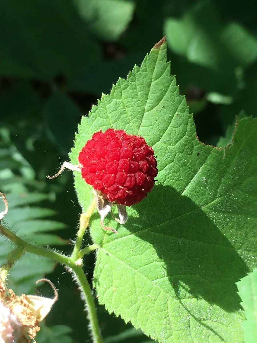 thimbleberry_fruit_02_web.jpg